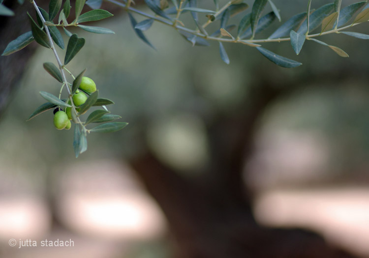 Olivenbäume - Els Ports
